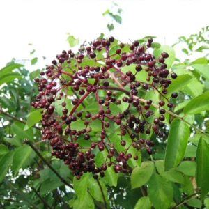 Wild Michigan Elderberry Plant Live 1 to 3 Feet Tall, Sweet Elderberry Bushes Live Plant