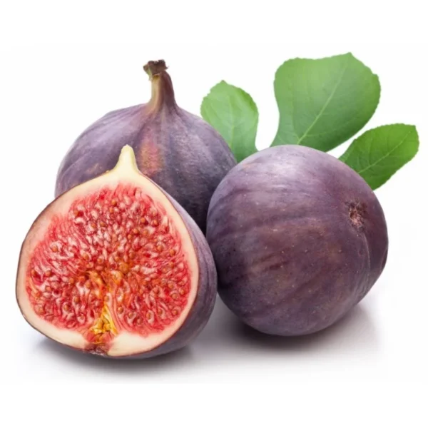 Beer's Black Fig Tree - Ficus Carica Plant 1.5 to 3 Ft - Edible Fruit