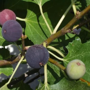 Beer's Black Fig Tree - Ficus Carica Plant 1.5 to 3 Ft - Edible Fruit