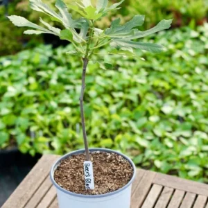 Beer's Black Fig Tree - Ficus Carica Plant 1.5 to 3 Ft - Edible Fruit