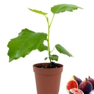 Beer's Black Fig Tree - Ficus Carica Plant 1.5 to 3 Ft - Edible Fruit