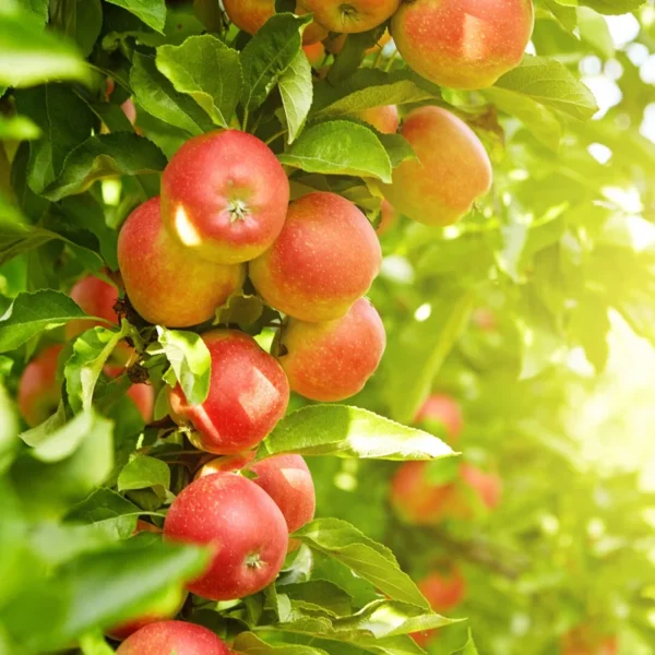 Ben Davis Apple Tree - Bare Root Apple Fruit Tree - 3 to 4 Feet