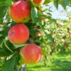 Ben Davis Apple Tree - Bare Root Apple Fruit Tree - 3 to 4 Feet