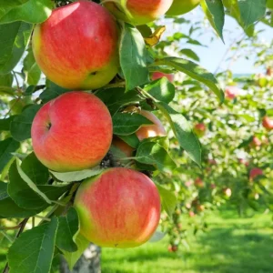 Ben Davis Apple Tree - Bare Root Apple Fruit Tree - 3 to 4 Feet