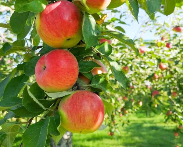 Ben Davis Apple Tree - Bare Root Apple Fruit Tree - 3 to 4 Feet