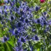 Big Blue Sea Holly Plant Bulbs Bag -1 Bulbs Per Pack