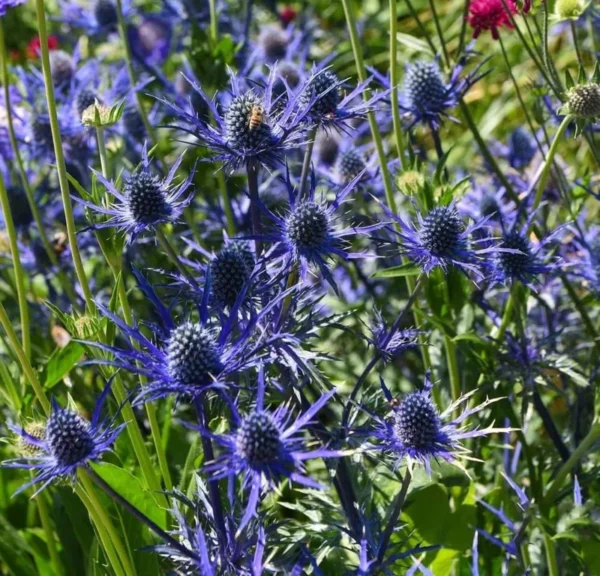 Big Blue Sea Holly Plant Bulbs Bag -1 Bulbs Per Pack