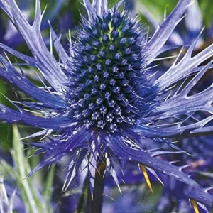 Big Blue Sea Holly Plant Bulbs Bag -1 Bulbs Per Pack