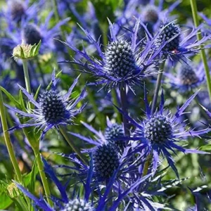 Big Blue Sea Holly Plant Bulbs Bag -1 Bulbs Per Pack