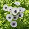 Black Eyed Beauty Anemone Plant Bulbs (25 Bulbs Per Pack) - White Flowering Blooms in Spring Gardens