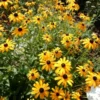 Black Eyed Susan - Rudbeckia Goldstrum Flower Bulbs - 1 Bulbs Per Pack