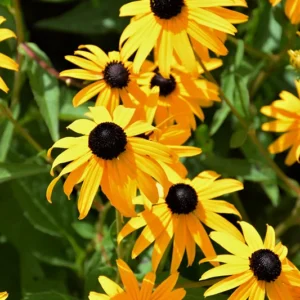 Black Eyed Susan - Rudbeckia Goldstrum Flower Bulbs - 1 Bulbs Per Pack