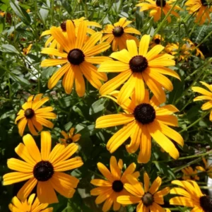 Black Eyed Susan - Rudbeckia Goldstrum Flower Bulbs - 1 Bulbs Per Pack