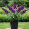 Black Knight Butterfly Bush Live Plant 4-6 Inch Garden Planting