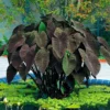 Black Magic Elephant Ears Plant - 4 inch Container - Colocasia Plant