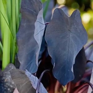 Black Magic Elephant Ears Plant - 4 inch Container - Colocasia Plant