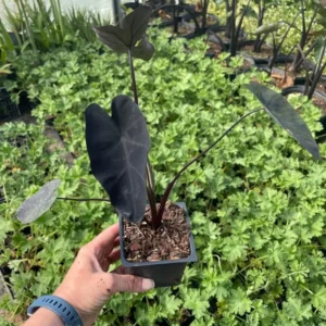 Black Magic Elephant Ears Plant - 4 inch Container - Colocasia Plant