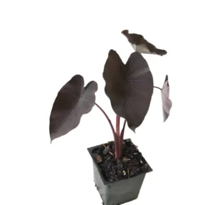 Black Magic Elephant Ears Plant - 4 inch Container - Colocasia Plant