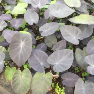 Black Ripple Elephant Ears Plant - 3.5 Inch Container - Dark Chocolate Foliage