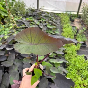 Black Ripple Elephant Ears Plant - 3.5 Inch Container - Dark Chocolate Foliage