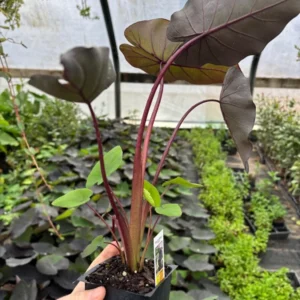 Black Ripple Elephant Ears Plant - 3.5 Inch Container - Dark Chocolate Foliage