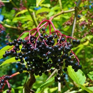 Wyldewood Elderberry Plant - Live American Elderberry Bush 1-3 ft Tall