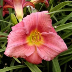 Rosy Returns Daylily - Perennial, Rebloomer Daylily, Large and Fragrant Blooms - 1 Bulbs Per Pack