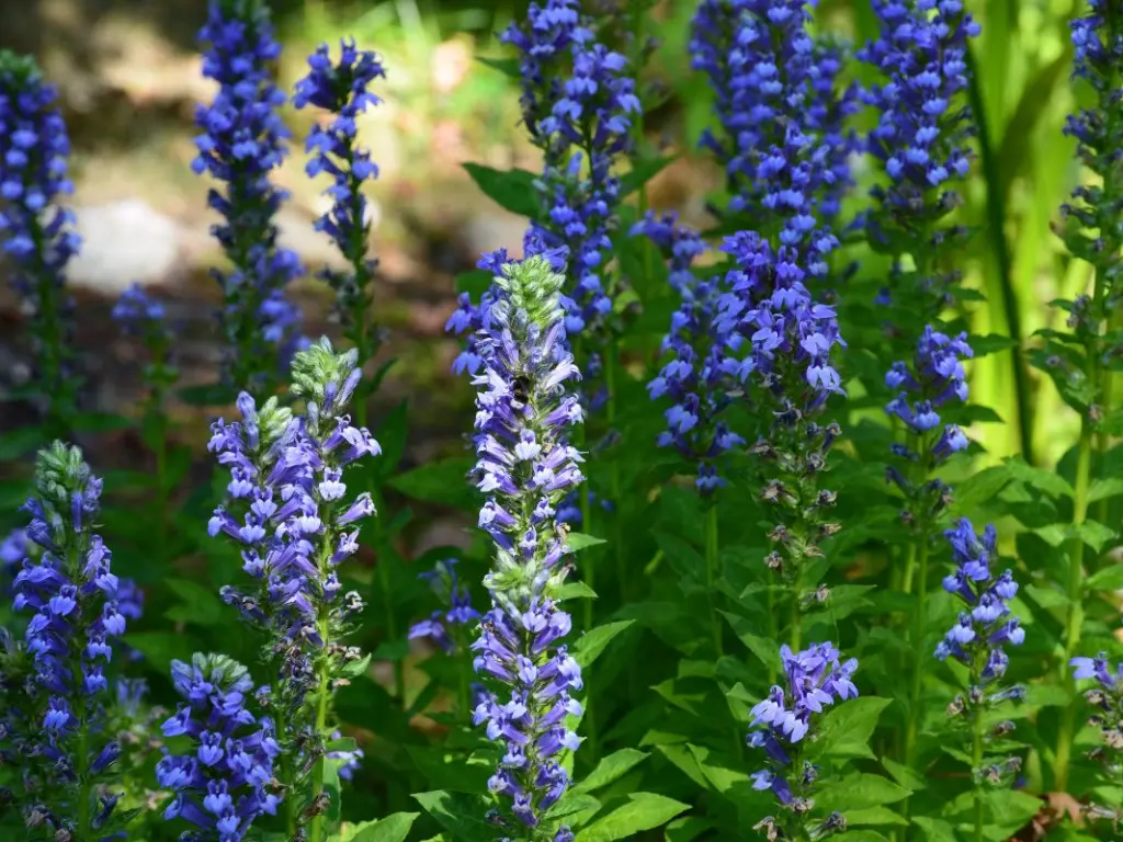 Blue Lobelia