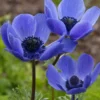 Blue Mr. Fokker Anemone Bulbs for Planting - Easy to Grow Perennial Flower Bulbs - Colorful Spring Flowers (25 Bulbs)