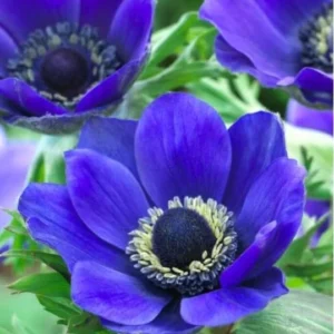 Blue Mr. Fokker Anemone Bulbs for Planting - Easy to Grow Perennial Flower Bulbs - Colorful Spring Flowers (25 Bulbs)