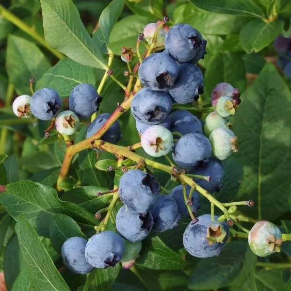 Blueberry Bush Live Plant Jersey Variety 4 Inch Potted Fruit Seedling