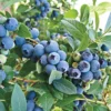 Blueberry Bush Plant - Live Plant 4 Inch Pot - High Yield