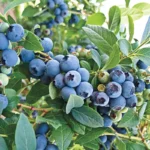 Blueberry Bush Plant - Live Plant 4 Inch Pot - High Yield