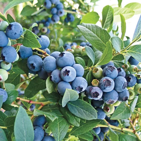 Blueberry Bush Plant - Live Plant 4 Inch Pot - High Yield
