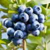 Blueberry Fruit Plant - O'Neal Blueberry Plant - 4 Inch Pot - Edible Garden Treat