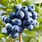 Blueberry Fruit Plant - O'Neal Blueberry Plant - 4 Inch Pot - Edible Garden Treat