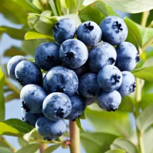 Blueberry Fruit Plant - O'Neal Blueberry Plant - 4 Inch Pot - Edible Garden Treat