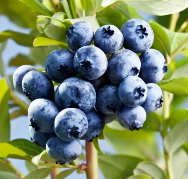 Blueberry Fruit Plant - O'Neal Blueberry Plant - 4 Inch Pot - Edible Garden Treat