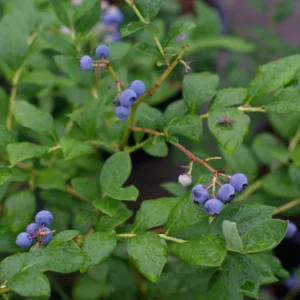 Blueberry Fruit Plant - O'Neal Blueberry Plant - 4 Inch Pot - Edible Garden Treat