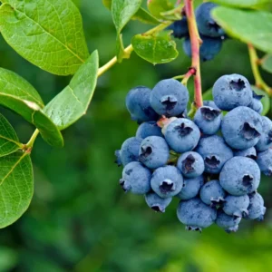 Blueberry Fruit Plant - O'Neal Blueberry Plant - 4 Inch Pot - Edible Garden Treat