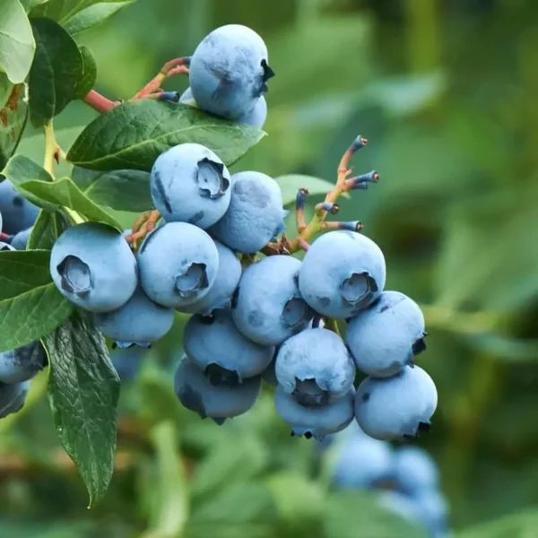 Blueberry Plant Live - 1 Gallon Potted Blueberry Bush with Large Berries
