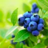 Blueberry Tree 3 Gallon Live Fruit Bush - Outdoor Sweet Blueberries - Not Ship CA