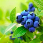 Blueberry Tree 3 Gallon Live Fruit Bush - Outdoor Sweet Blueberries - Not Ship CA