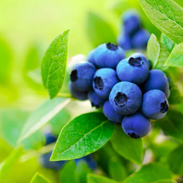 Blueberry Tree 3 Gallon Live Fruit Bush - Outdoor Sweet Blueberries - Not Ship CA