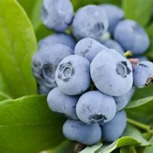 Blueberry Tree 3 Gallon Live Fruit Bush - Outdoor Sweet Blueberries - Not Ship CA