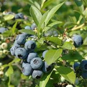 Blueberry Tree 3 Gallon Live Fruit Bush - Outdoor Sweet Blueberries - Not Ship CA