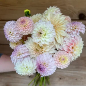 Blushing Bride Dahlia Collection Flower Bulbs - 4 Bulbs Per Pack