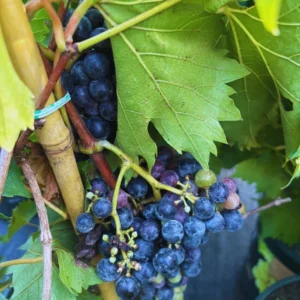 Red Grape Vine - 3 Gallon Potted Vine - 2 to 3 Feet - Sweet Grape - Easy to Grow - Not Ship CA