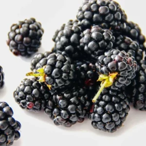 Boysenberry Plant - Starter Plant - Quart Pot - Easy Grow