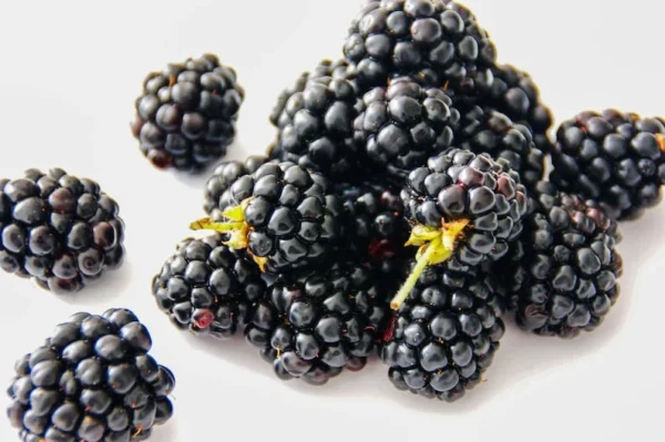 Boysenberry Plant - Starter Plant - Quart Pot - Easy Grow